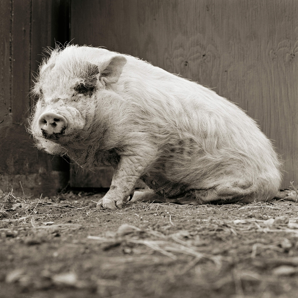 Isa Leshko | Allowed to Grow Old: Elderly Animal Portraits Preserved on the 503CW
