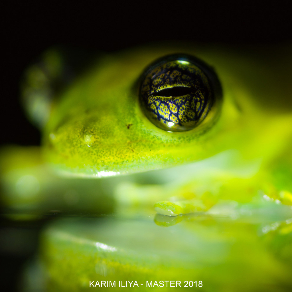 Wildlife