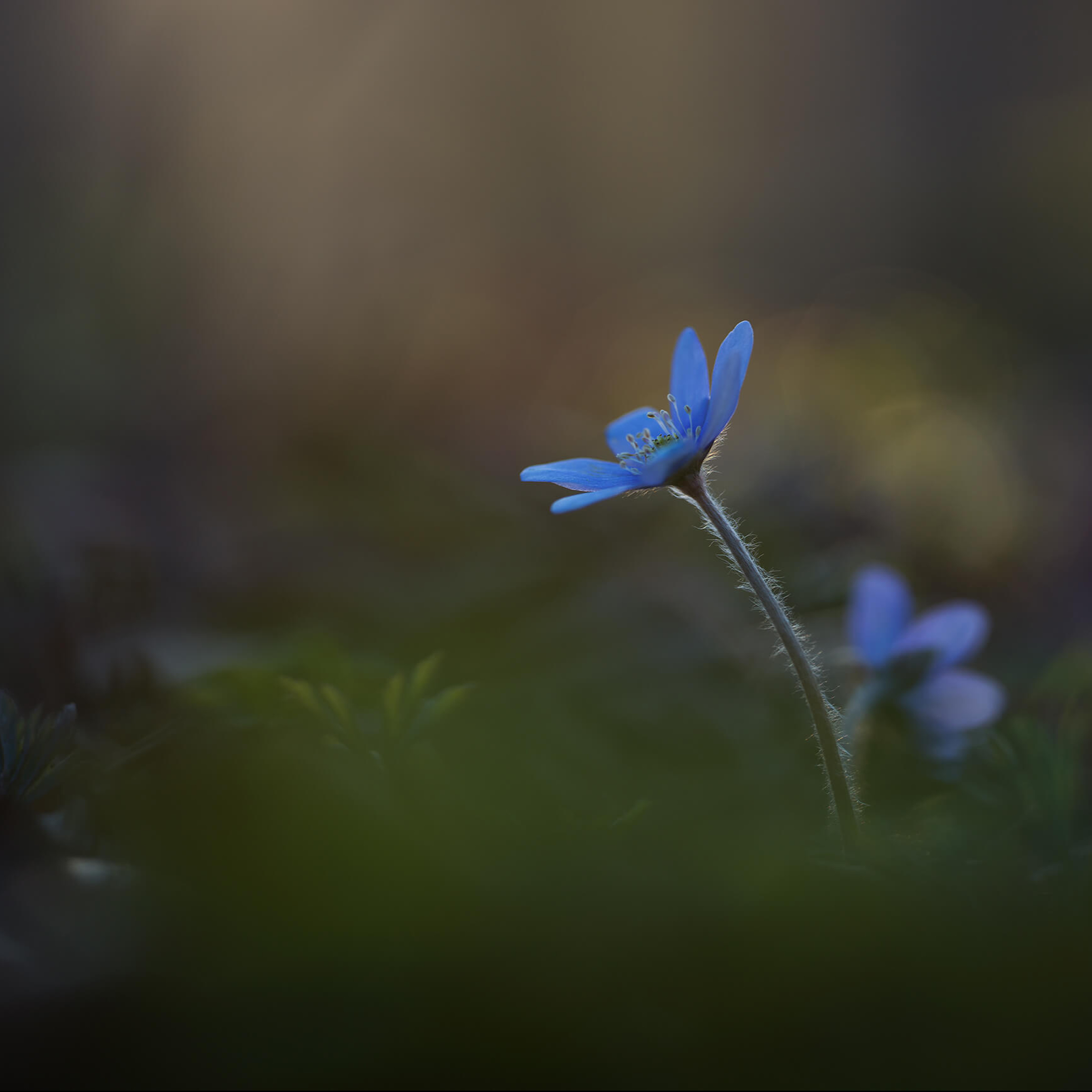 Linus Englund | Finding the Dramatic and the Delicate in Swedish Nature