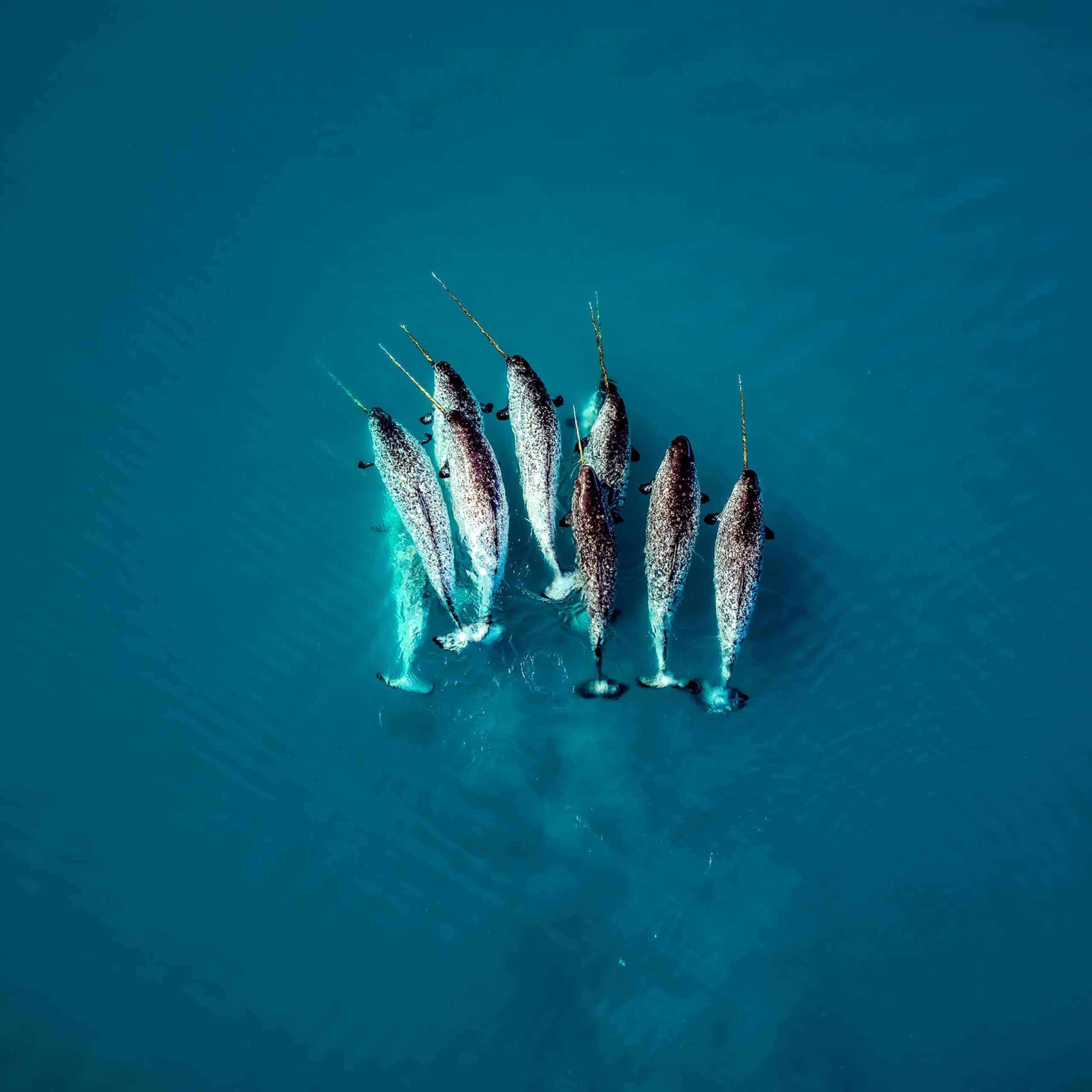 Roger Fishman | Narwhals, Icebergs, and the Extreme Landscapes of Greenland
