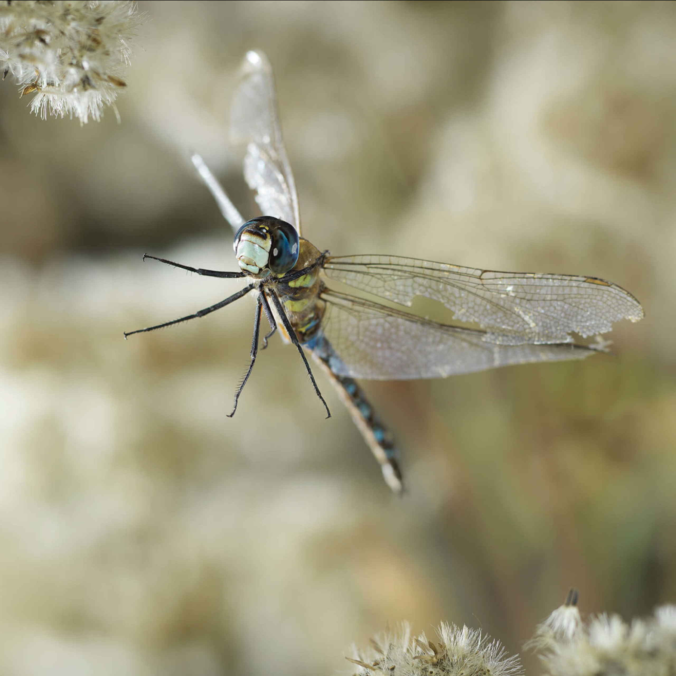 Ghislain Simard | Freezing Dragonflies in Flight