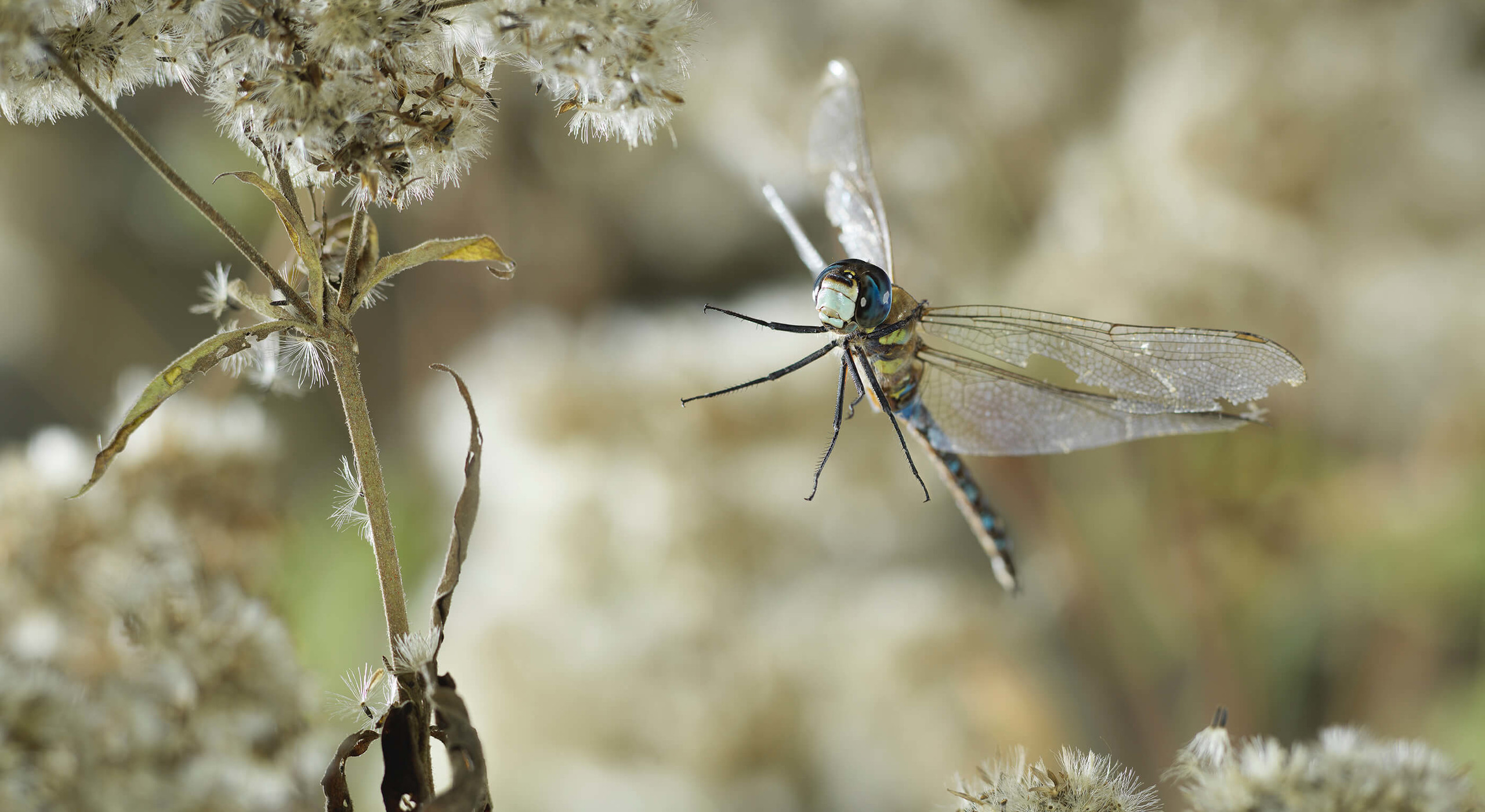 Ghislain Simard | Freezing Dragonflies in Flight
