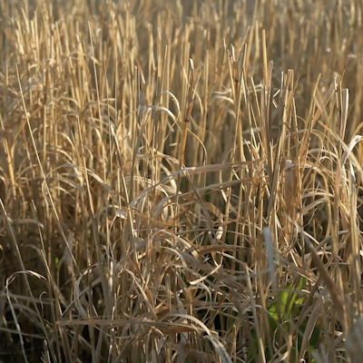 X System Sample Images X System Sample Images